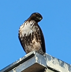Buteo jamaicensis
