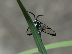 Argyroeides