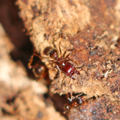Pheidole obtusospinosa