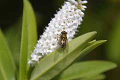 Helophilus chathamensis