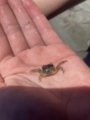 Paragrapsus quadridentatus