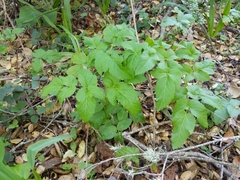 Angelica californica