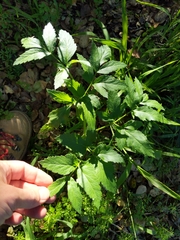 Angelica californica