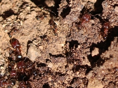 Pheidole obtusospinosa