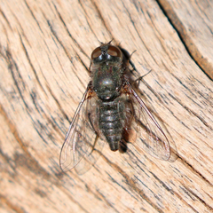 Aphoebantus desertus