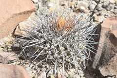 Thelocactus rinconensis