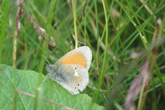 Coenonympha rhodopensis