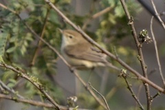 Iduna
