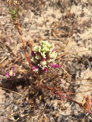 Castilleja exserta latifolia