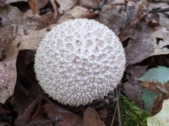Lycoperdon caudatum