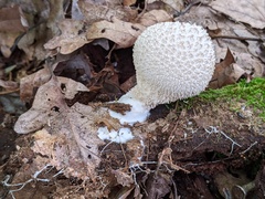Lycoperdon caudatum
