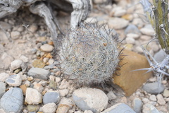 Echinomastus mariposensis