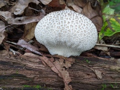 Lycoperdon caudatum