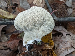 Lycoperdon caudatum