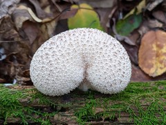 Lycoperdon caudatum