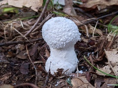 Lycoperdon floccosum