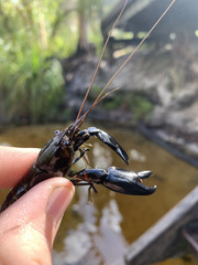 Cherax dispar