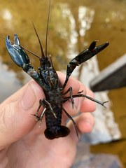 Cherax dispar