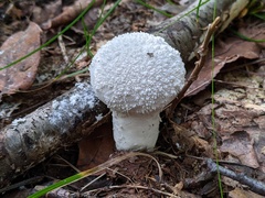 Lycoperdon floccosum