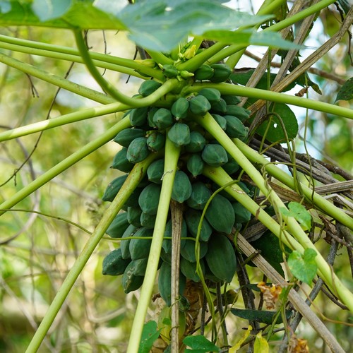 Carica papaya image