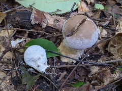 Lycoperdon floccosum