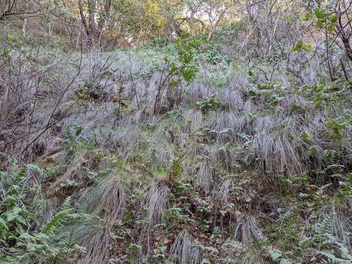 Image of Festuca californica by (c) Ken-ichi Ueda, some rights reserved (CC BY)