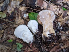 Lycoperdon floccosum