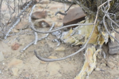 Echinocereus tamaulipensis