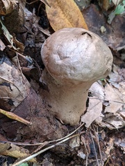 Lycoperdon floccosum