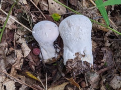 Lycoperdon floccosum