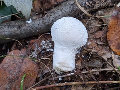 Lycoperdon floccosum