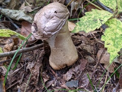 Lycoperdon floccosum
