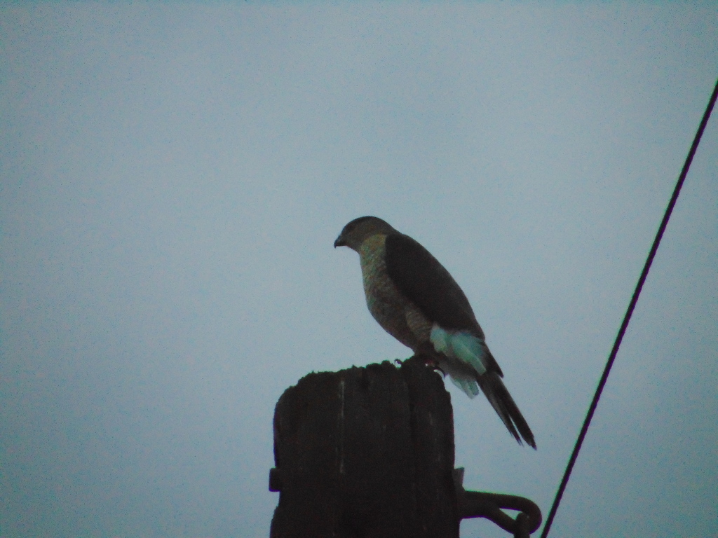 Mexican Fohawk Cooper's Hawk from El Faisán, 67300 Santiago, N.L., México on February ...