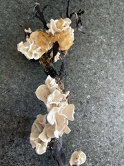 Lithophyllum carpophylli