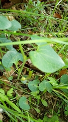 Aristolochia pallida