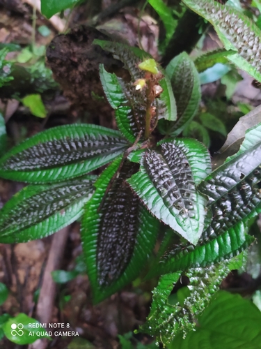 Triolena pustulata, photograph 4