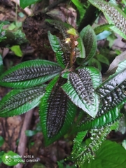 Triolena pustulata, photograph (c) Ileana Herrera, some rights reserved (CC BY)