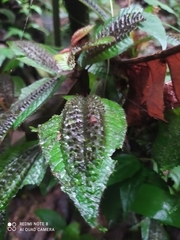 Triolena pustulata, photograph (c) Ileana Herrera, some rights reserved (CC BY)