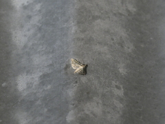 Marasmia cochrusalis