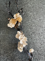 Lithophyllum carpophylli