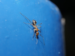 Camponotus substitutus