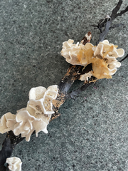 Lithophyllum carpophylli