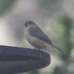 Sporophila torqueola