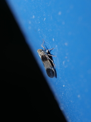 Melanoliarus dimidiatus