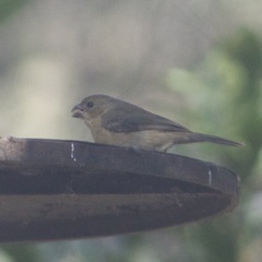 Sporophila torqueola