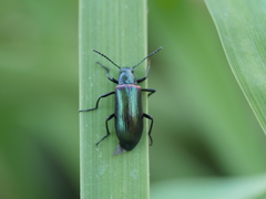 Strongylium cupreocinctum