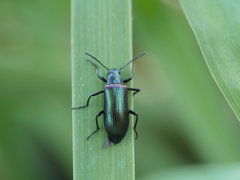 Strongylium cupreocinctum