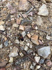 Dindymus circumcinctus