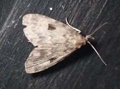 Parahypenodes quadralis