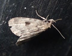 Parahypenodes quadralis